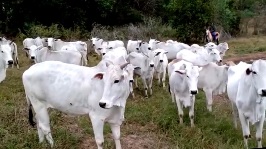 Foto real dos bovinos